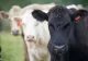Focar de rabie în Harghita: două bovine, confirmate. Alte cazuri suspecte: recomandările autorităților pentru populație