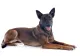 Bărbat reținut după ce câinele său, un Malinois, a atacat un om, în Brașov