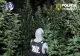 Descoperire neașteptată în Dâmbovița. Oamenii legii au găsit o pădure de canabis