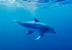 Un delfin a înotat mai bine de o oră printre turiștii aflați în apă la Tuzla, la doar trei metri de mal VIDEO