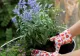 Ce să pui toamna la rădăcina florilor ca să reziste peste iarnă și să înflorească spectaculos la primăvară