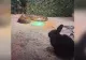 Reacția reprezentanților Zoo Sibiu după ce un iepure viu a fost dat hrană unui piton, în fața vizitatorilor