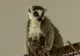 Doi lemuri dispăruți dintr-un parc safari au fost găsiți după un an. Animalele, vândute pentru zeci de mii de euro, ar putea fi repatriate