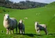 Vești pentru oieri de la ANSVSA. Exporturile de ovine ale României ar putea fi deblocate până la sfârșitul anului