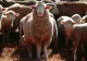 Bruxelles-ul dă peste cap planul României pentru reluarea exportului de ovine: cel puțin 80% dintre oi ar trebui vaccinate