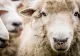 Exporturile de ovine către state non-UE ar putea fi reluate în aproximativ o lună. CE a aprobat Planul de Acțiune transmis de autoritățile române