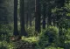 Descoperire macabră într-o pădure din Maramureș. Un bărbat a fost găsit mort, polițiștii au deschis o anchetă