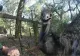 Un emu scăpat dintr-o fermă a provocat o scenă virală. Lovitura de K1 cu care l-a dat gata pe îngrijitor
