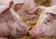 Alertă de pestă porcină africană în Buzău. Trei focare noi, cinci active în județ