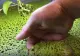 După viermi și greieri, planta de baltă ajunge în farfurii