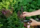 Ce plante trebuie tunse la sfârșitul verii. Greșeala pe care trebuie să o eviți în grădină