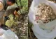 Amendă uriașă pentru trei persoane care au cules ilegal usturoi de munte. Ce s-a întâmplat cu cele 20 de kilograme confiscate