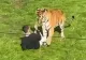 Tragedie la o grădină zoologică. Un tânăr a murit după ce a intrat în țarcul unui tigru