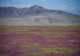 Fenomen spectaculos în Deșertul Atacama: milioane de flori au transformat cel mai arid deșert într-un covor de culori
