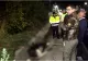 Mister la Pitești! Un elan, specie dispărută din România de aproape 200 de ani, a fost lovit mortal de un camion