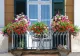 Ai plante pe balcon sau în ghivece, în curte? Temperatura la care trebuie să le aduci în casă, conform experților