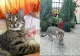 Motanul Simba, dispărut după accidentul mortal din Vâlcea. Are cataractă avansată și probleme cu tiroida. Familia cere ajutor