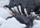S-au găsit vinovații pentru încălzirea planetei. Vacile au fost detronate de pinguinii din Antarctica, acuzați că eliberează milioane de tone de gaz
