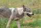 Alertă în județul Harghita. Trei noi cazuri de rabie confirmate în localitățile Mădăraș, Sândominic și Mihăileni