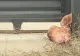 Marius Lulea îl acuză pe George Simion în scandalul cu capul de porc: „Autorul moral este cu siguranță el”