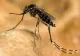 117 cazuri de infecţie cu virusul West Nile şi 7 decese, raportate în România în acest an. Bilanţul INSP