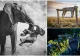 Poza care a luat trofeul: emoția transmisă de un elefant care își poartă puiul mort. Imaginile care au impresionat juriul