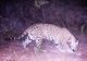 Un jaguar a fost fotografiat pentru prima oară în centrul Mexicului