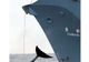 Japonia a omorât "doar" 680 de balene antarctice, mai puţin decât şi-a propus