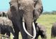Cel mai faimos elefant din Kenya a murit de bătrâneţe