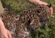 La o grădina zoologică din Berlin s-au născut trei pui de jaguar 