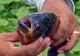 Un pescar rus a prins un peşte tropical piranha într-un râu din Siberia