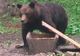 Vineri noapte, o ursoaică de 3 ani, a fost capturată de pădurari 
