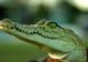 Un pui de crocodil a provocat panică la bordul unui zbor Abu Dabi-Cairo