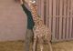 Parcul safari din Ramat Gan şi-a prezentat cel mai tânăr locatar: un pui de girafă
