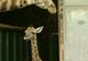 Un pui de girafă, cel mai nou locatar al grădinii zoo din Chester