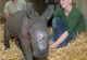 Un pui de rinocer, crescut de îngrijitorii de la zoo Munster