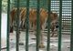 Anchetă la grădina zoologică din Hunedoara pentru a descoperi cum au scăpat doi tigri din cuşti