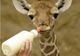 Un pui de girafă de 1,8 metri înălţime este hrănit cu biberonul