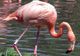 Apariție exotică în Delta Dunării. Cel mai numeros grup de păsări flamingo observat în ultimul secol