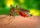 Atenţie la înţepăturile ţânţarilor! Trei cazuri de infecţie cu virusul West Nile, confirmate în Dolj