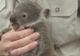 Un ursuleţ koala a făcut spectacol într-un spital din Australia 