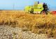 Se extinde SECETA la grâu şi porumb! Canicula lovește masiv în agricultorii români: avertismentul ANM