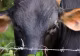 Alertă de antrax în Botoșani! Boala a fost confirmată la o vacă, deși animalul figura în acte ca fiind vaccinat