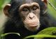 Țara care vrea să acorde cimpanzeilor statutul de persoane