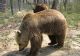 Șocul trăit de un turist după ce a dat peste un urs  pe un traseu turistic. Bărbatul a sunat de urgență la 112 