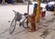Clipul care uimit lumea. Un câine păzeşte bicicleta. Ce se întâmplă când vine stăpânul e INCREDIBIL