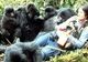 DIAN FOSSEY. Destinul uimitor al femeii care a fost acceptată în lumea gorilelor