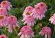 Echinacea, planta vindecătoare a iernii