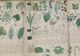 Nimeni nu a DESCIFRAT acest manuscris de 600 de ani. CE SECRET ascund plantele