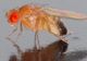 Descoperirea secolului: musculiţele INSOMNIACE